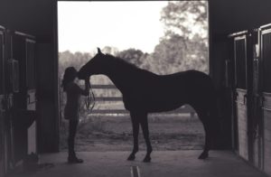 horses in stable