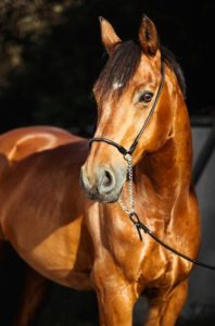 stables in summer